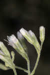 Waxy thoroughwort